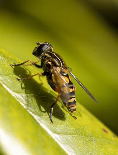 Réf. 356 739 : Helophilus pendulus